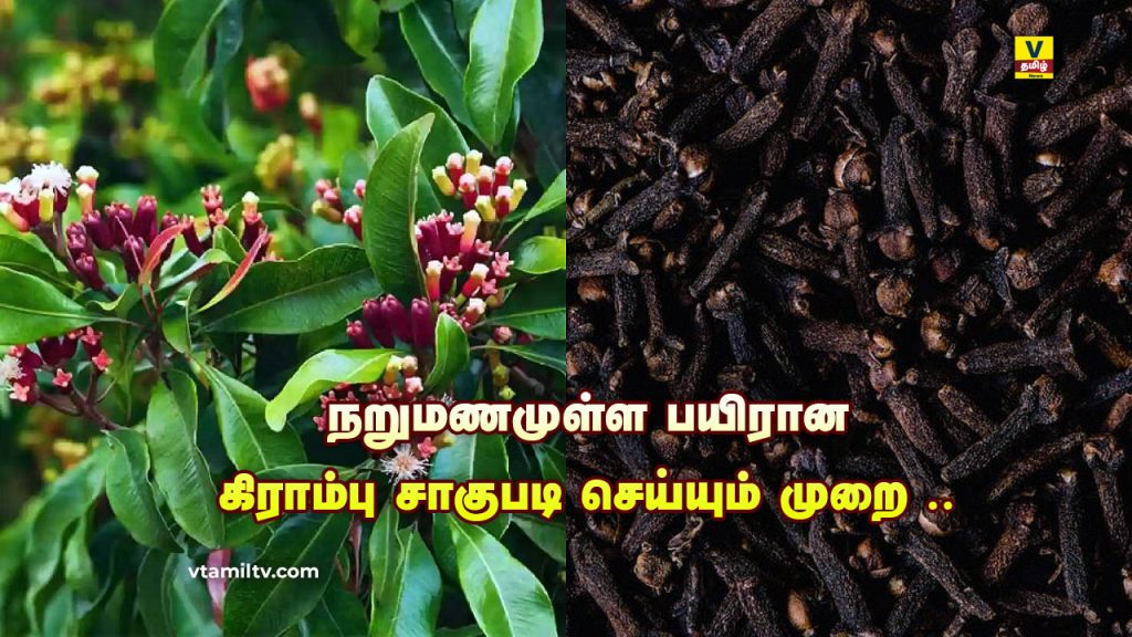 Clove Cultivation