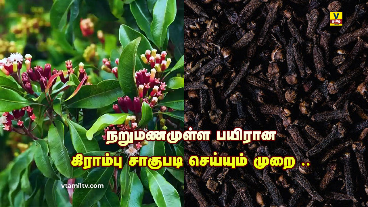 vtamilnews Clove Cultivation