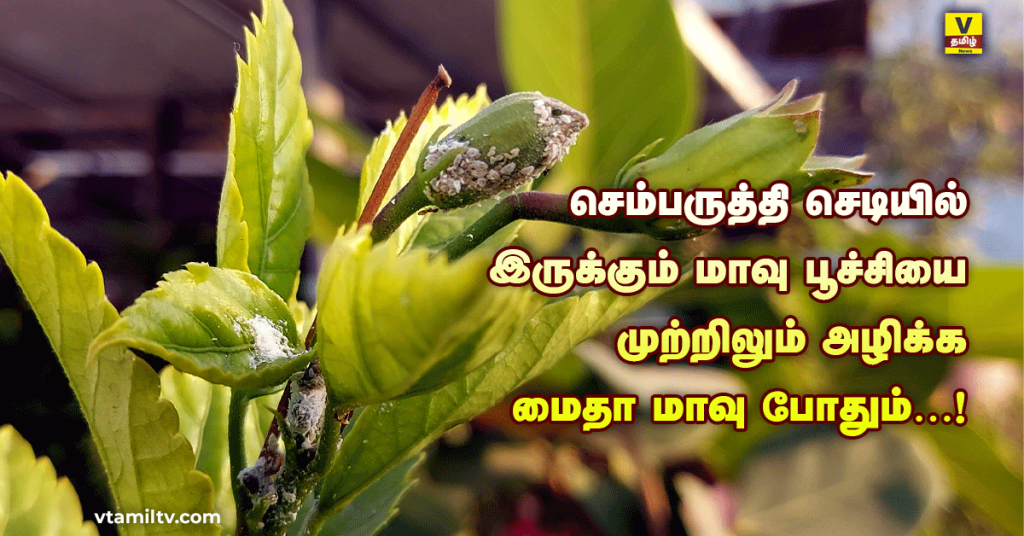 Home Remedy For Mealybugs on Hibiscus
