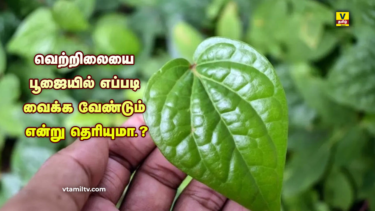 How to keep betel in pooja