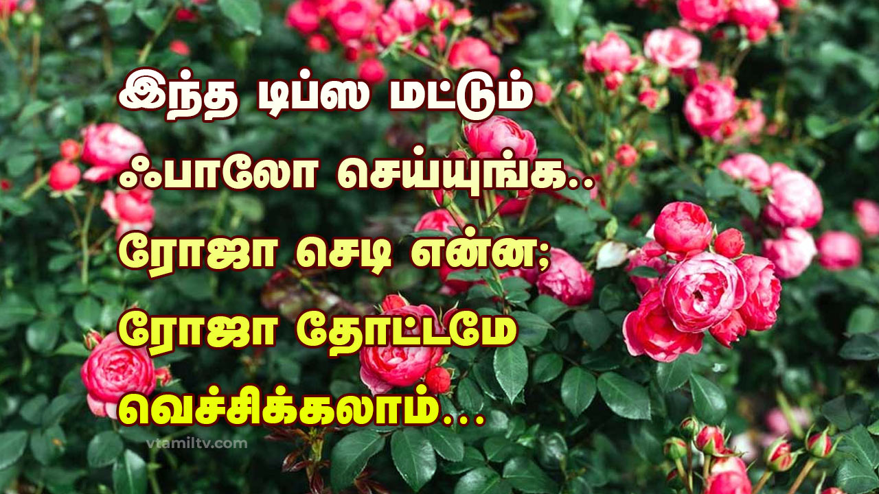 Rose Plant Growing Tips in Tamil