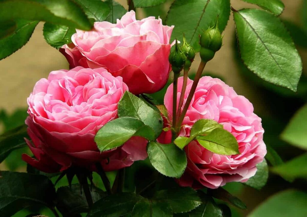 Rose Plant Growing Tips in Tamil