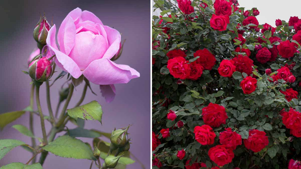 Rose Plant Growing Tips in Tamil