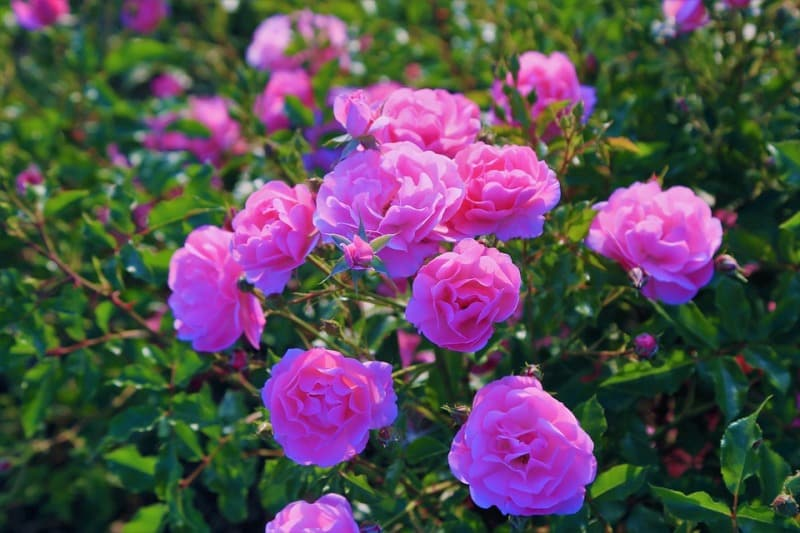 Rose Plant Growing Tips in Tamil